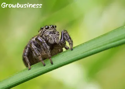 The Very Busy Spider