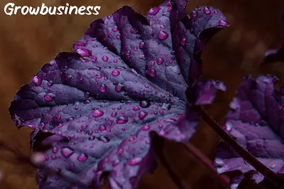 Purple Business Consultant